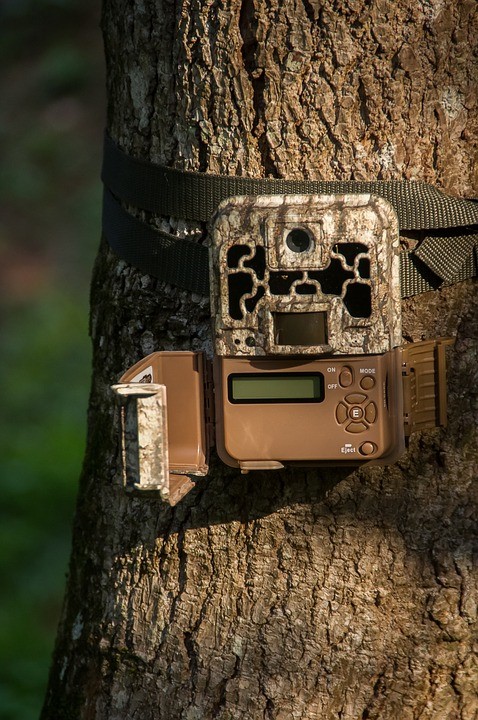 trail camera attached to a tree