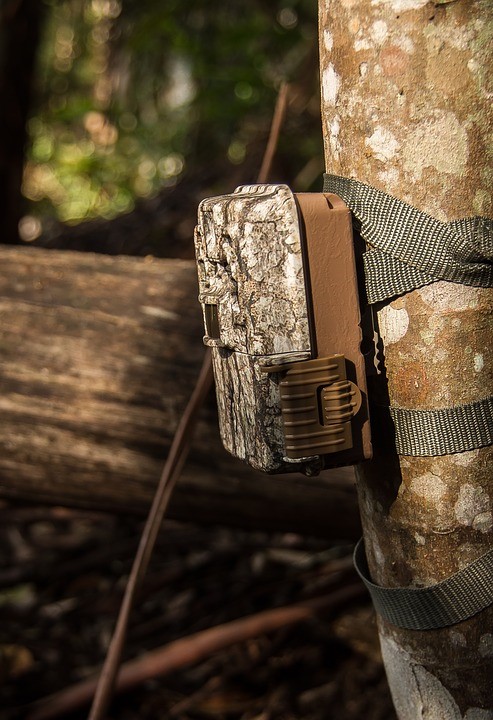 trail camera on tied to a tree